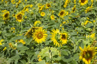 Çiçek açan ayçiçeği tarlası. Parlak güneşli bir gün.