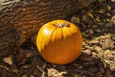 Yerde ağaç kabuğunda büyük bir portakal kabağı.