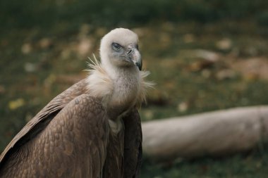 Kayanın üzerinde tünemiş griffon akbaba