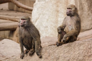 bir grup Makaque güneşleniyor. 