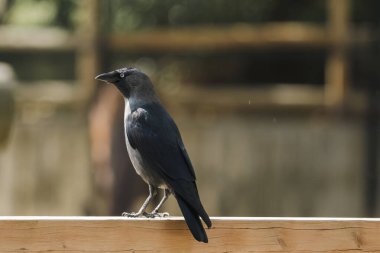 Korkuluklara tünemiş bir karga