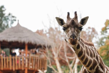 Savanada yiyecek arayan zürafa.