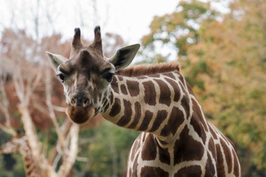 Savanada yiyecek arayan zürafa.