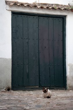 Bir evin kapısında oturan kedi