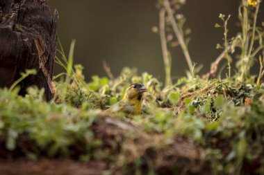 Güneş banyosu yapan bir kuş