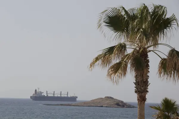 Palm tree on the seashore with a cargo ship in the background
