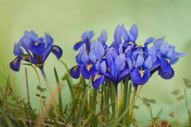 little blue irises sprig flowers clipart