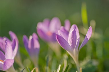 Bahar zamanı açık mor kır çiçekleri