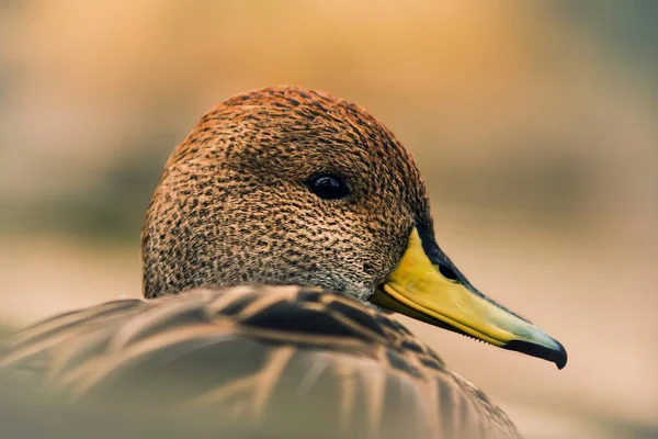 Duck Head Detail Late Sun — Stock Photo, Image