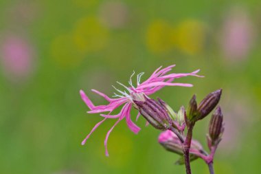 (Lychnis bir çayırdaki mor çiçeğe yakın çekim yapıyor.