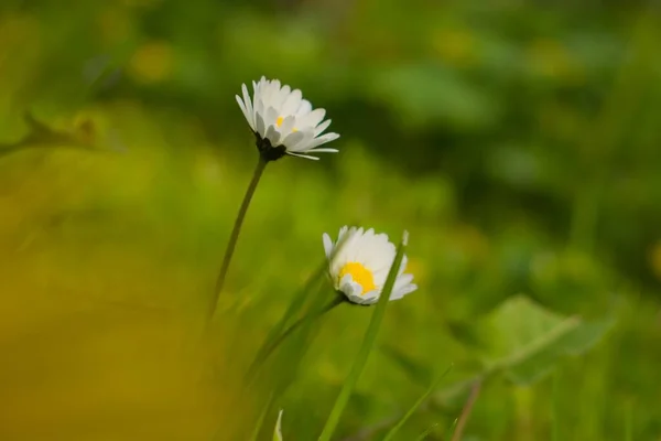 具有尖锐前景的田野雏菊 — 图库照片