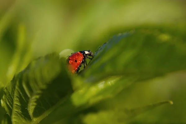 Dewy Ladybug Crawls Out Green Leaves — Stock Photo, Image