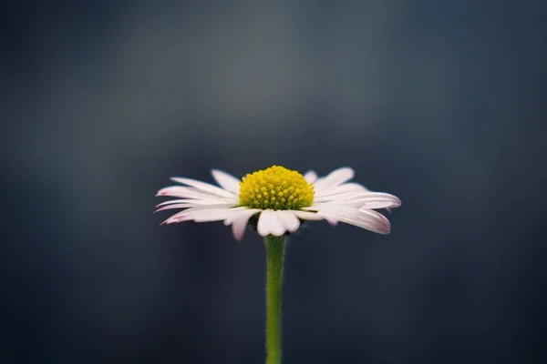 minimalist shot of a daisy flower with a dark backgroun