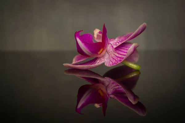 orchid flower mirrored on a dark backgroun