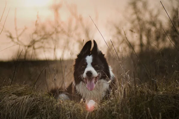 Border Collie Hond Neergeschoten Bij Zonsondergang — Stockfoto