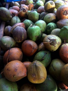 Photo of a collection of brown and green coconuts, very fresh coconut water drink