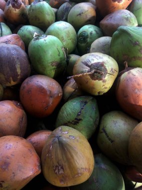 Photo of a collection of brown and green coconuts, very fresh coconut water drink