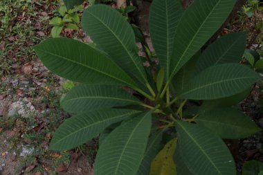 Photos of wild green plants that grow in parks and forests