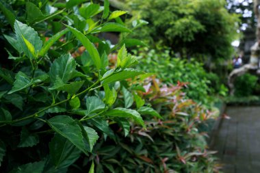 Renkli bitki ve çiçeklerle dolu bir bahçe fotoğrafı, güzel bir bahçe.