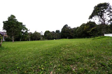 Ağaçlar ve yeşil çimlerle dolu yeşil bir orman parkının manzara fotoğrafı.