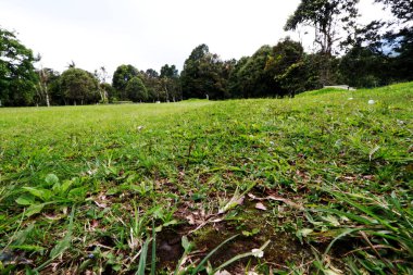 Ağaçlar ve yeşil çimlerle dolu yeşil bir orman parkının manzara fotoğrafı.
