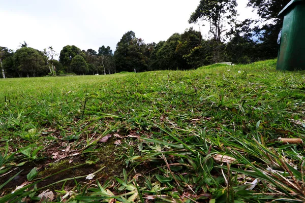 Landskapsfoto Grön Skogspark Full Träd Och Grönt Gräs — Stockfoto