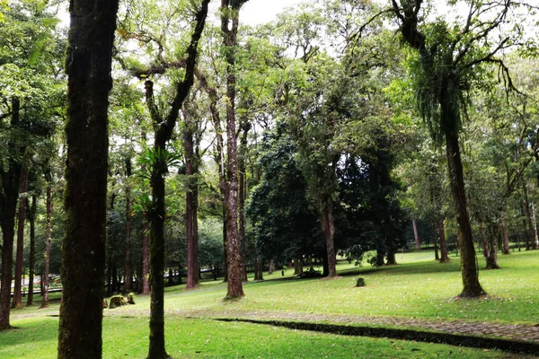 Ağaçlar Yeşil Çimlerle Dolu Yeşil Bir Orman Parkının Manzara Fotoğrafı — Stok fotoğraf