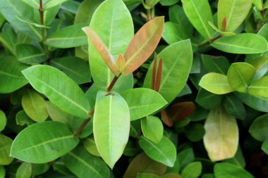 Bahçedeki süs bitkilerinin, çiçeklerin ve otların fotoğrafları