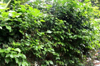 Ormandaki ağaçların, otların ve çalıların fotoğrafı