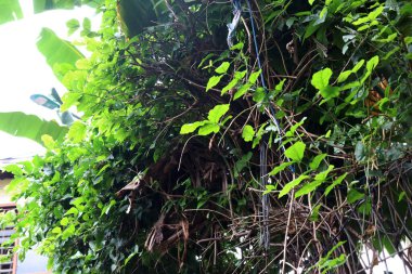 Ormandaki ağaçların, otların ve çalıların fotoğrafı