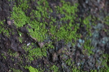 Rutubetli ve ıslak kayalara tutturulmuş yosun fotoğrafı