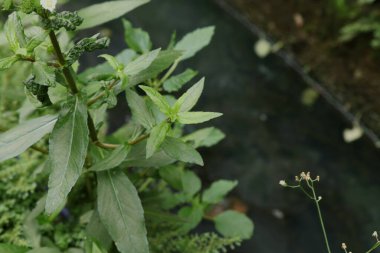 Ormandaki ağaçların, otların ve çalıların fotoğrafı