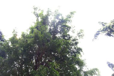 Şehir veya şehir parkındaki yeşil bir banyan ağacının fotoğrafı.