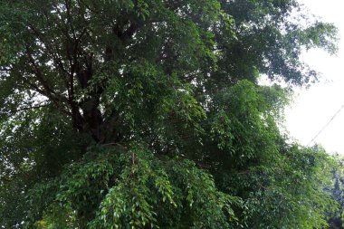 Şehir veya şehir parkındaki yeşil bir banyan ağacının fotoğrafı.