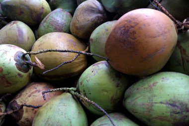 Sahildeki hindistan cevizi yığınının fotoğrafı. Hindistan cevizi suyu çok taze, sağlıklı ve tatlıdır.,