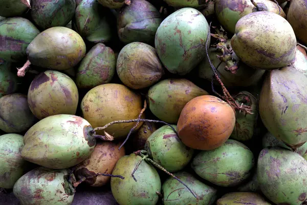 Sahildeki hindistan cevizi yığınının fotoğrafı. Hindistan cevizi suyu çok taze, sağlıklı ve tatlıdır.,