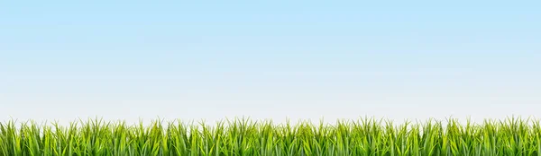 Grünes Gras Grenze Auf Blauem Himmel Hintergrund — Stockfoto