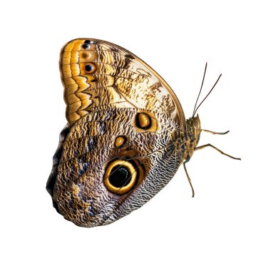 Butterfly isolated on white background. Morpho helenor peleides clipart