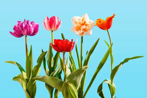 Ramo Tulipanes Colores Azul Primavera Naturaleza Fondo — Foto de Stock