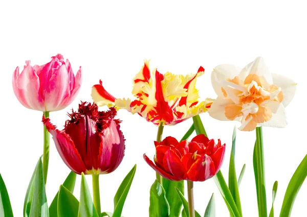 Flores Coloridas Tulipanes Aisladas Sobre Fondo Blanco — Foto de Stock