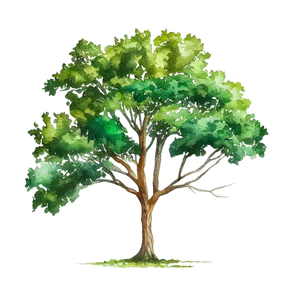 白い背景に分離された緑の葉で水彩のツリー — ストック写真