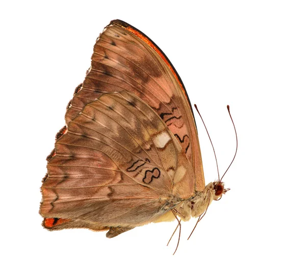 Бабочка Изолирована Белом Фоне Cymothoe Excelsa — стоковое фото