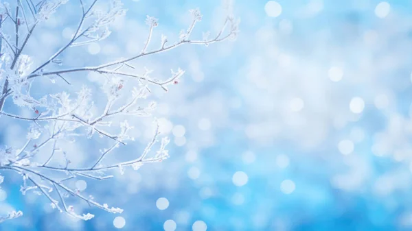 冬季的背景 雪地和冰封的枝干 蓝色的背景 与Bokeh — 图库照片#
