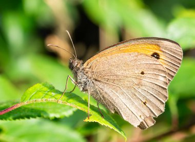 Güneşli bir günde kelebek