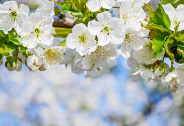 Yakın plan beyaz kiraz çiçekleri, tam çiçeklenme, bulanık mavi bir gökyüzüne karşı güneş ışığı banyosu
