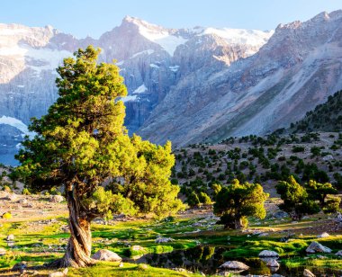 Dağlık arka planda yeşil ardıç ağacı olan dağ manzarası. Fann Dağları, Tacikistan, Orta Asya