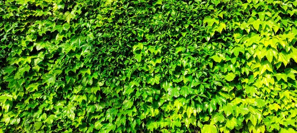 Yoğun yeşil sarmaşık yaprakları doğal arkaplan oluşturuyor