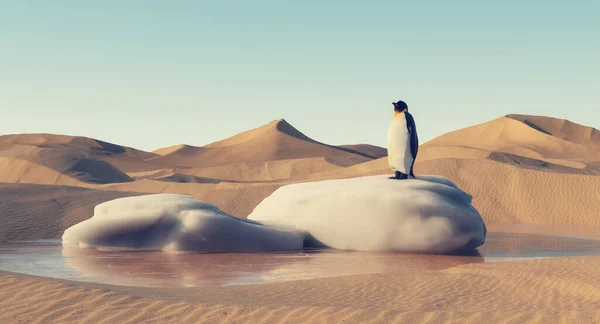 Pingüino Parado Sobre Nieve Derretida Desierto Concepto Calentamiento Global Esta — Foto de Stock