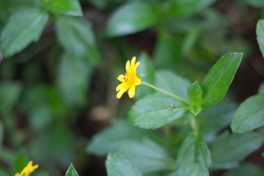 Sarı Wedelia çiçeklerinin detaylarını kapat.