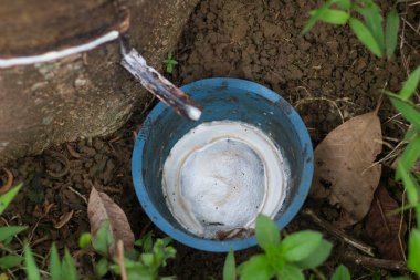 Kaptaki kauçuk lateksi kapat.